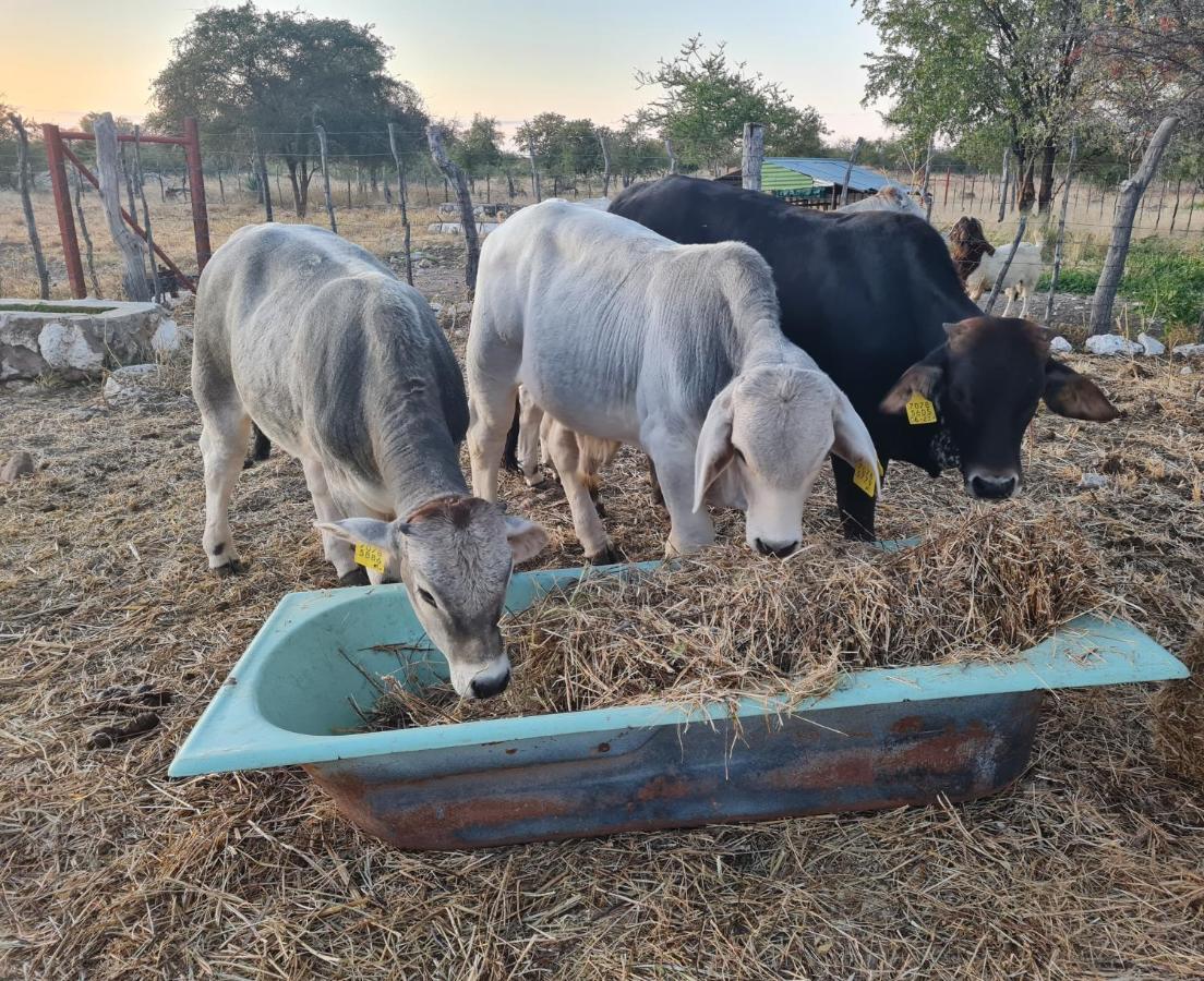 Tamboti Farm Accommodation Tsumeb Exterior photo